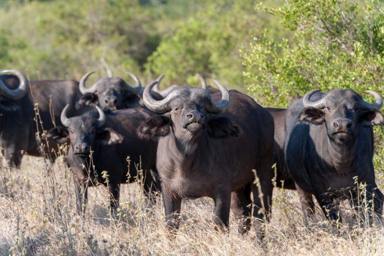 Majestic African buffalo bull roaming the savannah grasslands of Kenya, Africa.